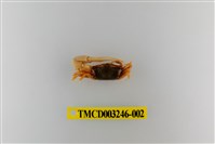 藏品(乳白南方招潮蟹)的圖片